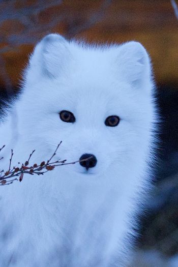 arctic fox, wildlife, sight Wallpaper 640x960