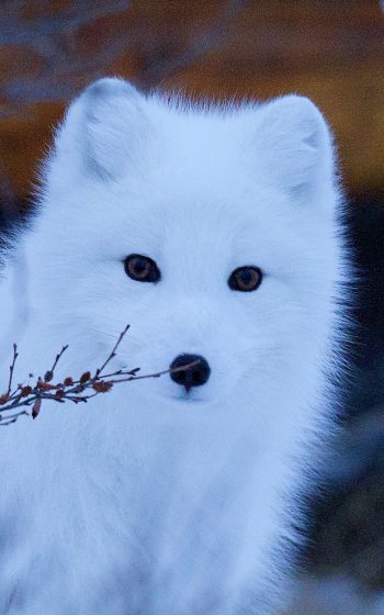 arctic fox, wildlife, sight Wallpaper 1200x1920