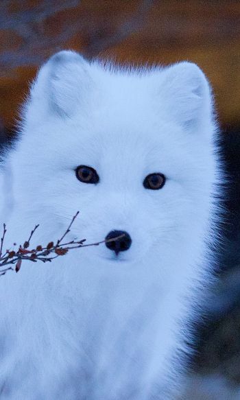 arctic fox, wildlife, sight Wallpaper 1200x2000