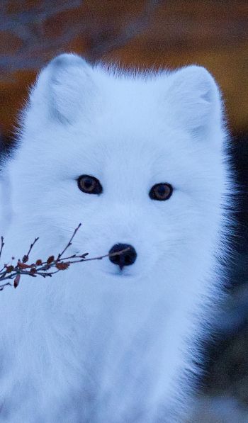 arctic fox, wildlife, sight Wallpaper 600x1024