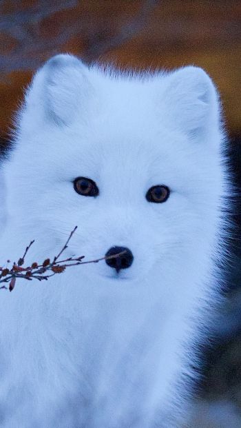 arctic fox, wildlife, sight Wallpaper 640x1136