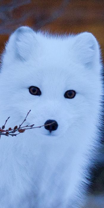 arctic fox, wildlife, sight Wallpaper 720x1440