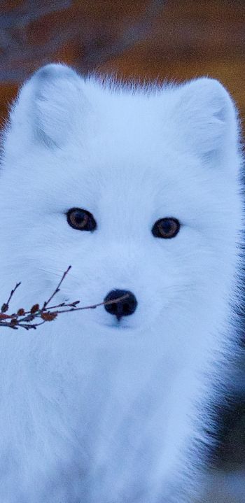 arctic fox, wildlife, sight Wallpaper 1080x2220