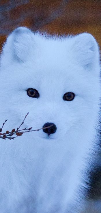 arctic fox, wildlife, sight Wallpaper 1080x2280