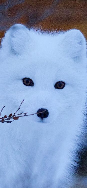 arctic fox, wildlife, sight Wallpaper 1125x2436