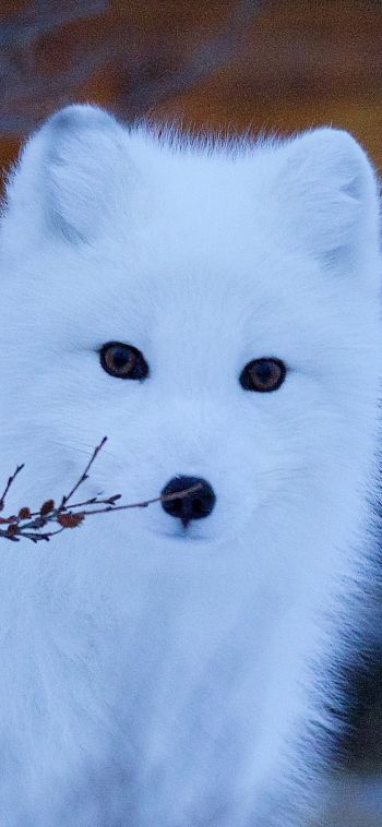 arctic fox, wildlife, sight Wallpaper 1080x2340