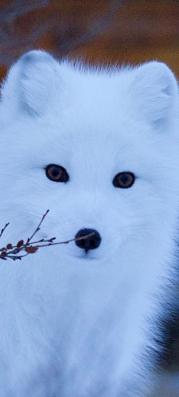 arctic fox, wildlife, sight Wallpaper 1080x2400