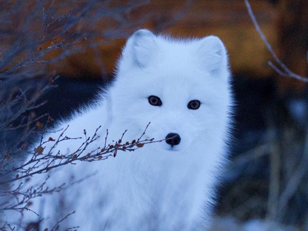 arctic fox, wildlife, sight Wallpaper 3292x2469