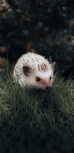 hedgehog, wildlife Wallpaper 1440x2960