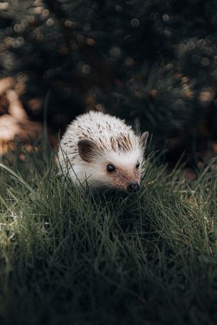 hedgehog, wildlife Wallpaper 3308x4962