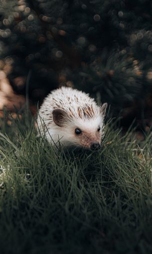 hedgehog, wildlife Wallpaper 1200x2000