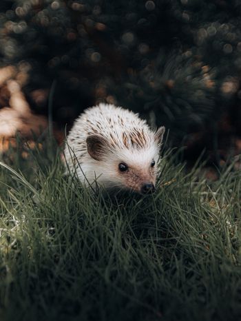 hedgehog, wildlife Wallpaper 1536x2048