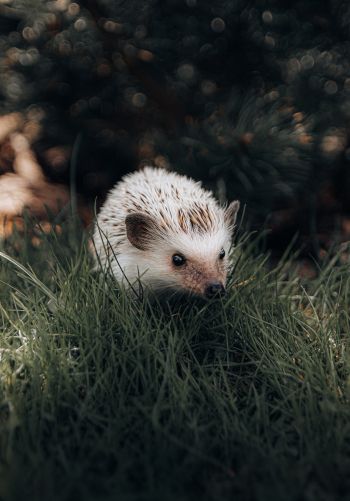 hedgehog, wildlife Wallpaper 1668x2388