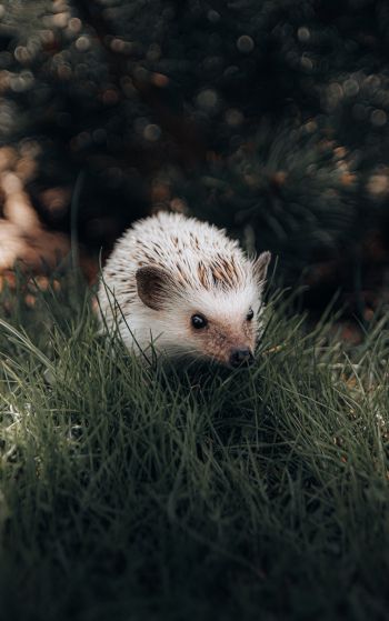 hedgehog, wildlife Wallpaper 1752x2800