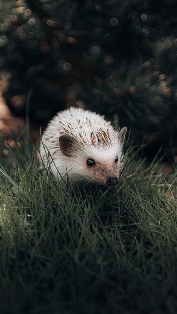 hedgehog, wildlife Wallpaper 640x1136