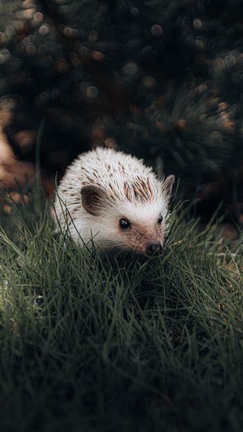 hedgehog, wildlife Wallpaper 720x1280