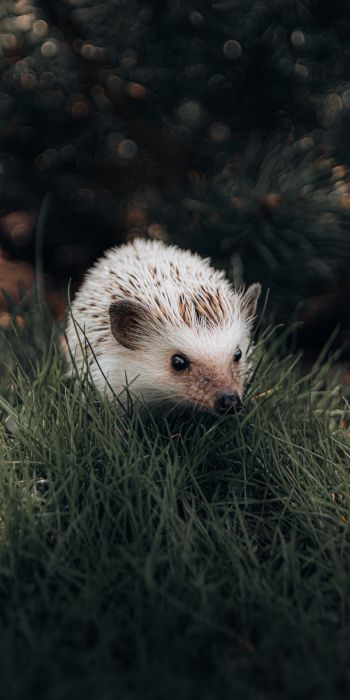 hedgehog, wildlife Wallpaper 720x1440