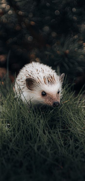 hedgehog, wildlife Wallpaper 1440x3040