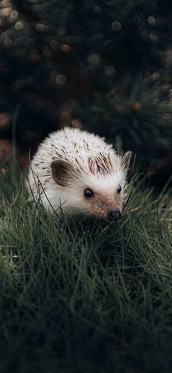hedgehog, wildlife Wallpaper 1284x2778