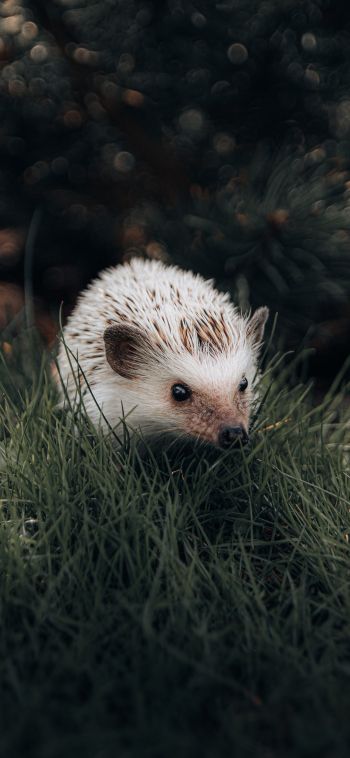 hedgehog, wildlife Wallpaper 1080x2340