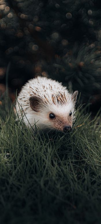 hedgehog, wildlife Wallpaper 1440x3200