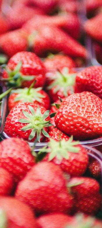 strawberry, berry, red, summer Wallpaper 1440x3200