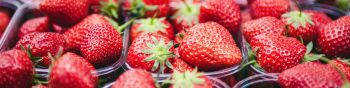 strawberry, berry, red, summer Wallpaper 1590x400