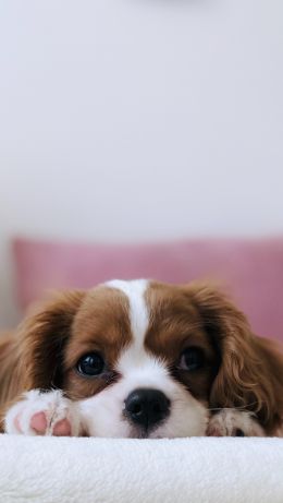 puppy, dog, pet Wallpaper 640x1136