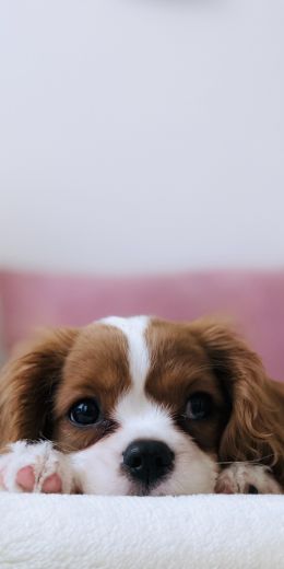 puppy, dog, pet Wallpaper 720x1440