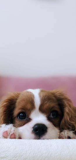 puppy, dog, pet Wallpaper 1080x2280