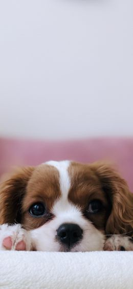 puppy, dog, pet Wallpaper 1080x2340