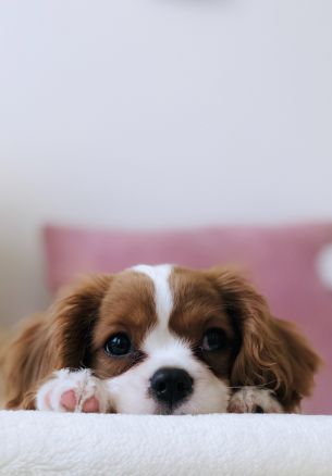 puppy, dog, pet Wallpaper 1640x2360