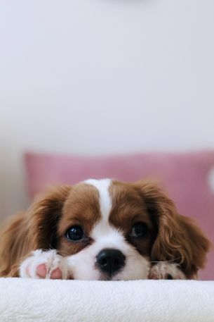 puppy, dog, pet Wallpaper 640x960