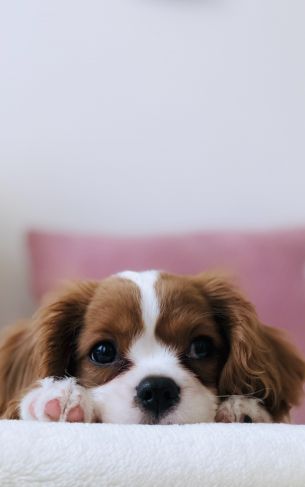 puppy, dog, pet Wallpaper 1752x2800