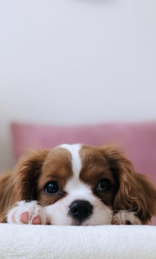 puppy, dog, pet Wallpaper 1200x2000