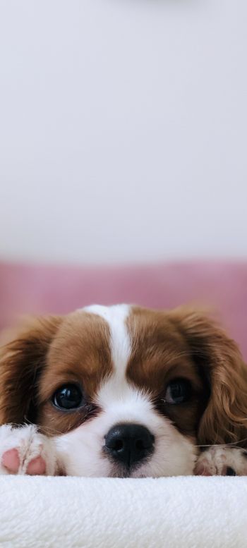 puppy, dog, pet Wallpaper 720x1600