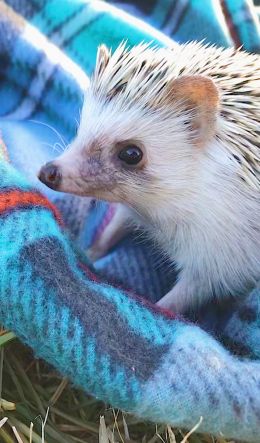 hedgehog, wildlife, cute Wallpaper 600x1024