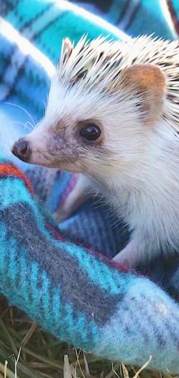 hedgehog, wildlife, cute Wallpaper 720x1520