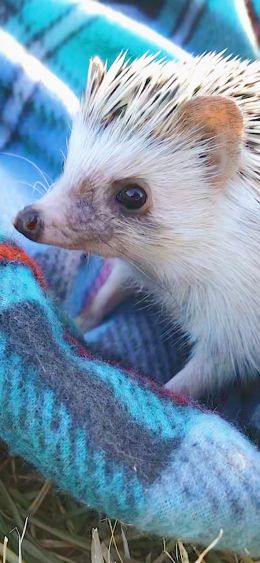 hedgehog, wildlife, cute Wallpaper 1080x2340