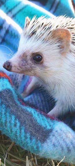 hedgehog, wildlife, cute Wallpaper 1080x2400