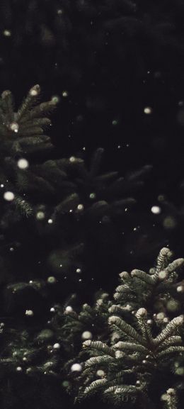 spruce, snowfall Wallpaper 1440x3200