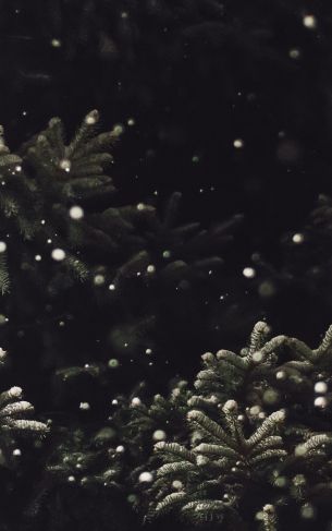 spruce, snowfall Wallpaper 1752x2800