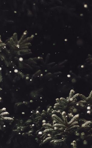 spruce, snowfall Wallpaper 800x1280