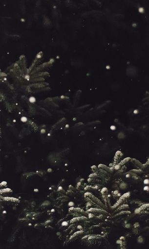 spruce, snowfall Wallpaper 1200x2000