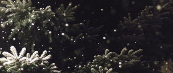 spruce, snowfall Wallpaper 2560x1080