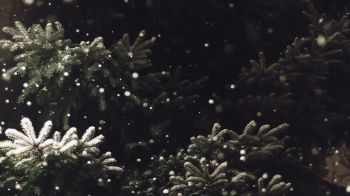 spruce, snowfall Wallpaper 2048x1152