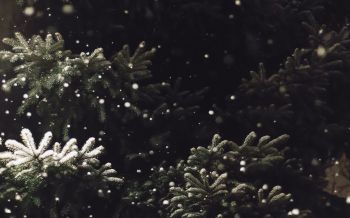 spruce, snowfall Wallpaper 2560x1600