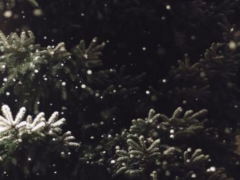spruce, snowfall Wallpaper 800x600