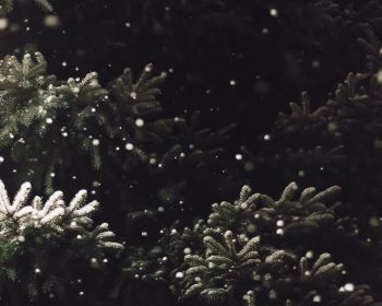 spruce, snowfall Wallpaper 1280x1024