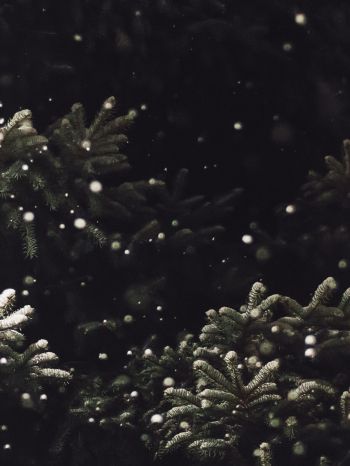 spruce, snowfall Wallpaper 1668x2224